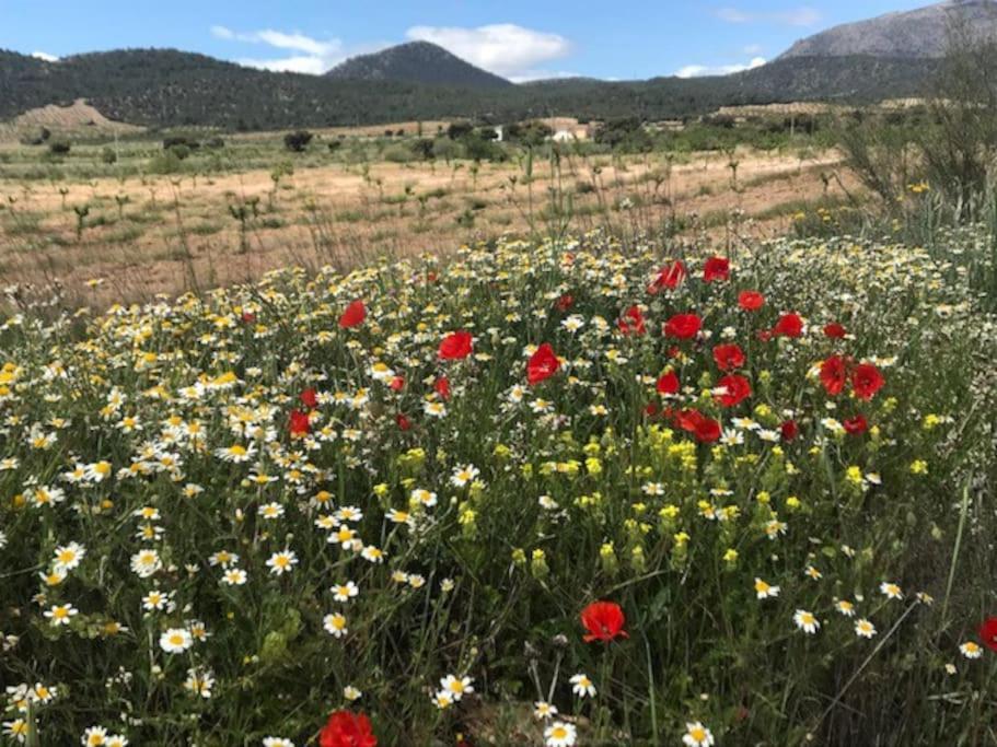 Appartamento Cortijo Calma - Countryside Peace & Tranquility Oria Esterno foto